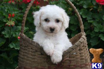 Bichon Frise Puppies for Sale